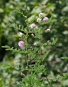 Mimosa hamanta Haidarābādā, Indijā.