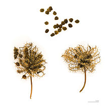 Mimosa pudica  