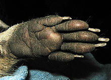 Underside of the front paw