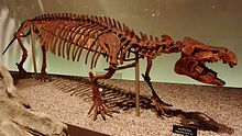Skeletal reconstruction of Moeritherium