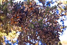 Monarca a Pacific Grove, California