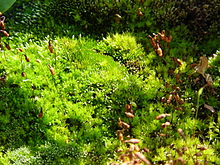 Bryophyta, mahovi v širšem smislu, so fiziološko primitivne kopenske rastline.