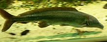 Nile-pikes like this Mormyrus-type owe their German trivial name to the river