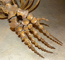 Reconstruction of a forelimb of M. hoffmannii