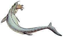 M. hoffmannii preys on a sea turtle