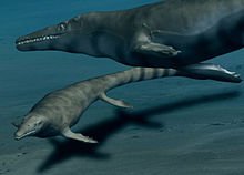 Live reconstruction of M. hoffmannii
