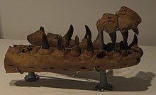 M.hoffmannii fossil IRSNB R25 with an infected fracture on the left tooth (seen between the two middle tooth crowns on the back).