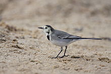 dusky male