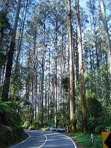 Reusachtige berg essen, Blackspur Range, Victoria. Foto: Bob Beale