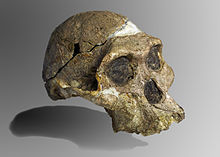 Originalskalle av en hane av Australopithecus africanus