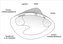 Inside of a left mussel shell