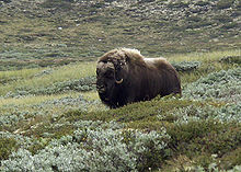 Wół piżmowy w Dovrefjell