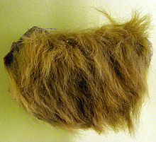 Fossilized fur remains of Mylodon