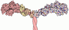 Část struktury myozinu II  
