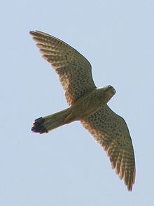 Typisches Aussehen eines Turmfalken während des Fluges