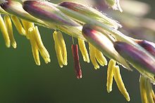Male flowers