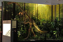 Plateosaurus eksponaat