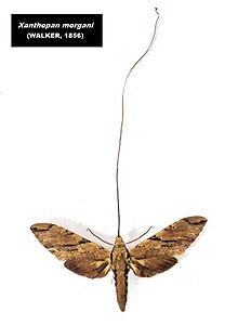 Xanthopan morgani praedicta , la mite dont Darwin avait prédit l'existence.