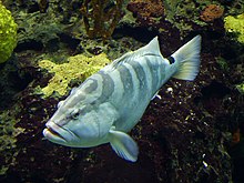 Nassau grouper (Epinephelus striatus)