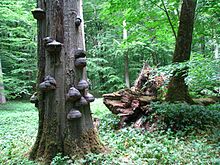 Beech forests in the Hainich are part of the World Heritage Site