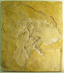 Archaeopteryx, cea mai veche pasăre cunoscută