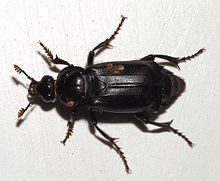 Beetle