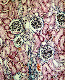 Light microscopic sectional preparation of the renal cortex. * marks the urinary pole (see text) of a renal corpuscle.