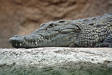 In the true crocodiles (Crocodylidae), here a Nile crocodile, the large lower teeth lie outside (cheek-side) of the row of teeth of the upper jaw. This is particularly clear in the fourth and largest mandibular tooth.
