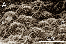 Primary cilia are also the nodal cilia of a mouse embryo (electron micrograph)