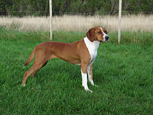 Hygenhund  