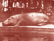 Gulėjimas Londono zoologijos sode 1852 m.