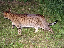 Brunplettet tabby-mønster på en Ocicat  