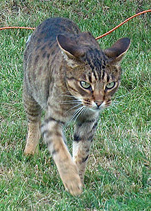 Ocicat na lovu