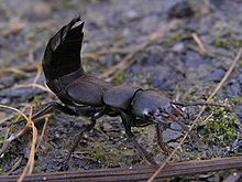 short-winged with threatening raised abdomen; well to recognize are the shortened cover-wings