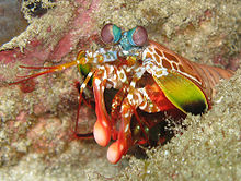 Kolorowy stomatopod, krewetka pawiooka (Odontodactylus scyllarus) widziany w Morzu Andamańskim u wybrzeży Tajlandii