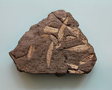54,000 year old fossil leaf prints of Olea europaea. Place of discovery: Fira/Santorin