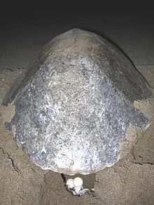 Olive bastard tortoises lay many and relatively small eggs