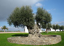 Olivovník
