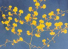 Detail of a branched inflorescence of Oncidium flexuosum