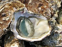 Pacific oyster, open