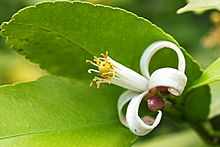 Orange blossom and bud