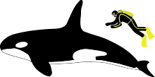 Size comparison with a diver