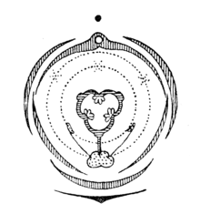 Flower diagram of Orchis