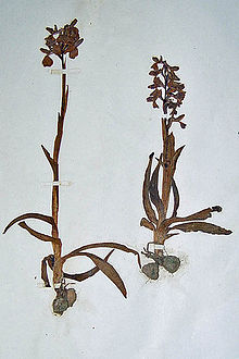 Orchis morio (Orquídea de alas verdes). Una de las plantas prensadas de Whittaker en el herbario del Museo Derby
