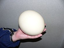 Strudseæg  