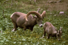 The bighorn sheep is very common in the province.