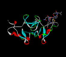 Oxytocin (kugle og pind) bundet til dets bærerprotein neurophysin (bånd)