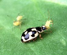 Fourteen-spot (Propylea quatuordecimpunctata) feeding on an aphid