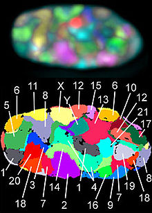 Top: Nucleus of a human fibroblast in which all 23 different chromosomes (1-22, X/Y) were stained by fluorescence in situ hybridization (FISH) with a different combination of a total of 7 fluorochromes. Shown is a middle plane in a deconvoluted image stack acquired by fluorescence microscopy. Bottom: False-color representation of all chromosome territories visible in this focal plane, according to computer classification.