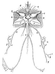 Nervous system of a cuttlefish (historical representation from 1876)